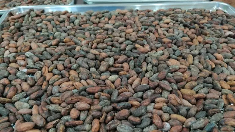 Galería Fábrica de Chocolate